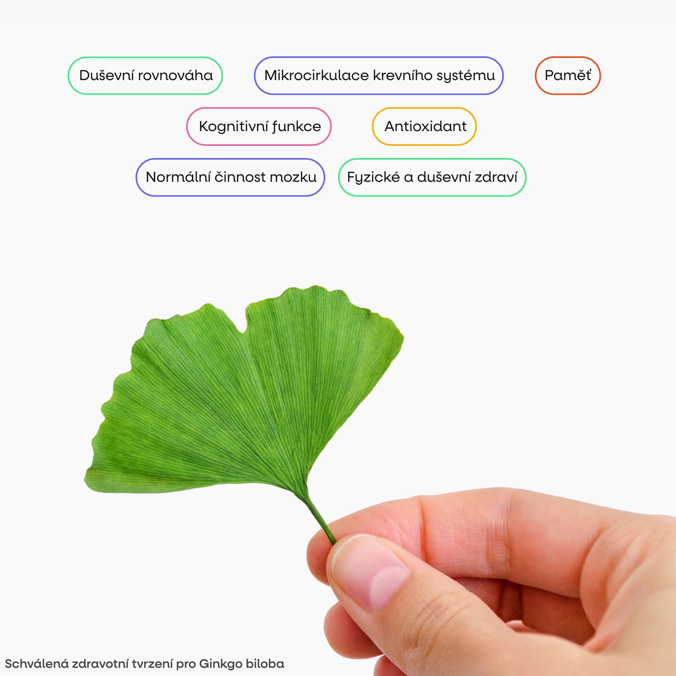 infografica sul ginkgo